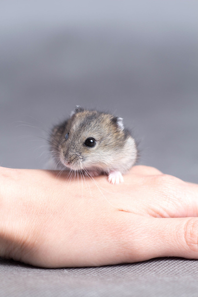 little hamster in the hands of women - Foto, afbeelding