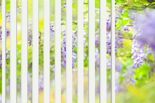 güzel windows & wisteria florib - Fotoğraf, Görsel