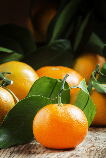 Ripe tangerines on a branch with leaves - Foto, immagini
