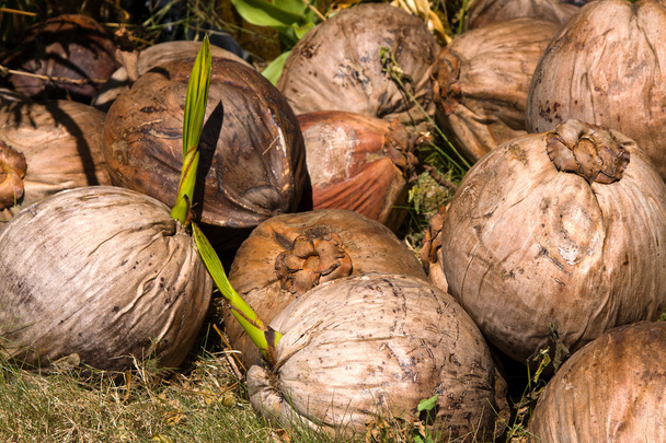 Coconut closeup - Foto, Imagen