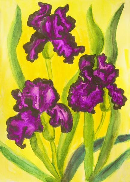 Tres iris violetas, acuarela
 - Foto, Imagen