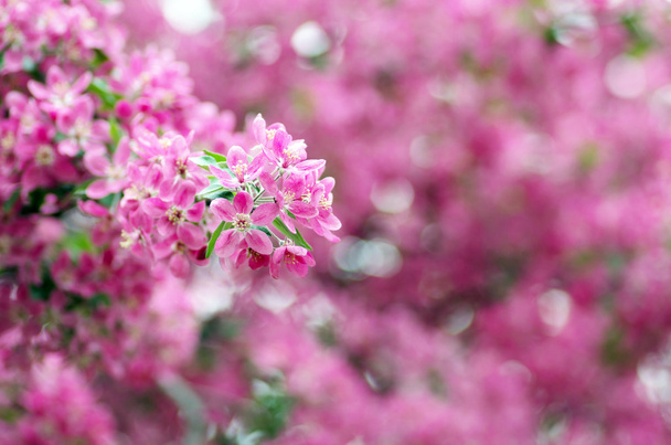  春の美しい花。自然な背景、ソフトフォーカス. - 写真・画像