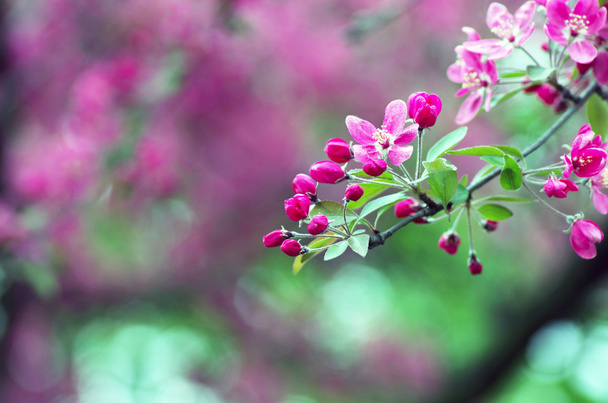  春の美しい花。自然な背景、ソフトフォーカス. - 写真・画像