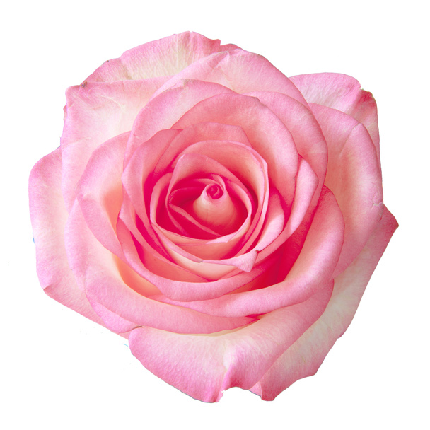 rosa aislada sobre blanco - Foto, imagen