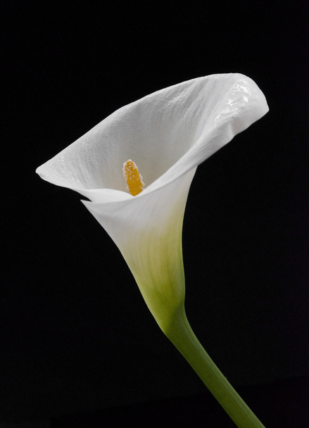Calla lily isolated on a black background - Photo, Image