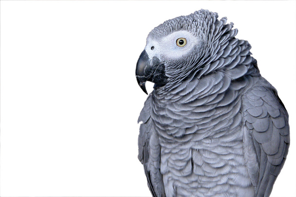 πορτρέτο παπαγάλου - Φωτογραφία, εικόνα