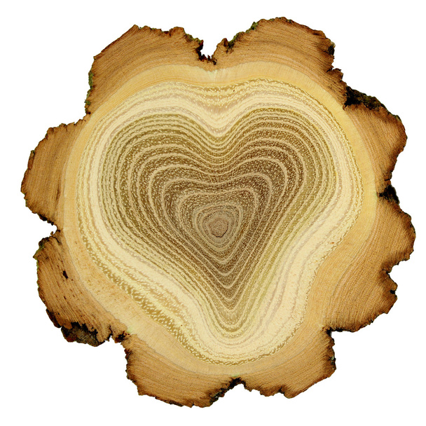 Coeur de l'arbre - anneaux de croissance de l'acacia - coupe transversale
 - Photo, image