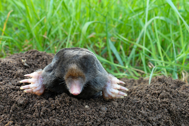 Mole and molehill on garden - Photo, Image