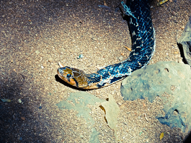 Xenochrophis piscator, Checkered Keelback, Waterslang, Niet-giftig, Rajiv Gandhi Snake Park, Pune, Maharashtra, India - Foto, afbeelding