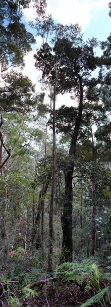 Kék hegyek: Eukaliptusz magas erdő - Fotó, kép