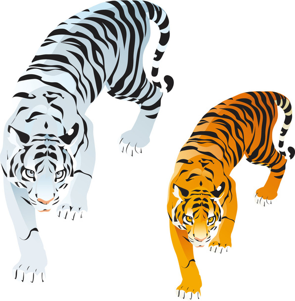 Тигры - Вектор,изображение
