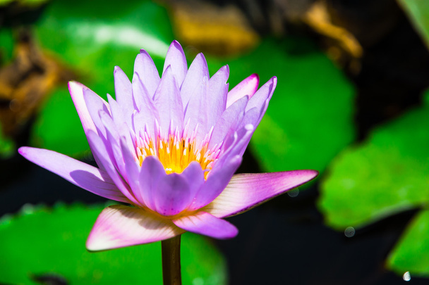 schöner fliederfarbener Lotus, Wasserpflanze mit grünen Blättern - Foto, Bild