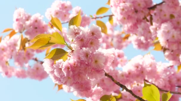 Sacura Blossom na lato lub wiosna Sunshine niebo tle - Materiał filmowy, wideo