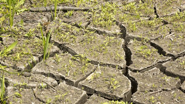 χώμα και γρασίδι κατά τη διάρκεια της ξηρασίας ρωγμές  - Φωτογραφία, εικόνα