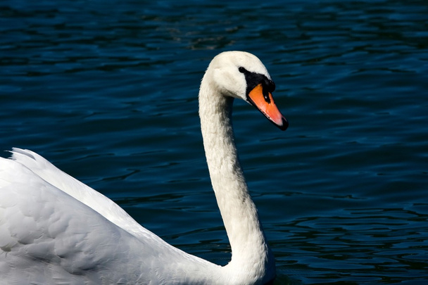 Mute swan (Cygnus olor) - Фото, зображення