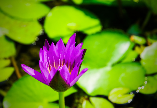 Hermoso Loto Púrpura, planta de agua con hojas verdes
 - Foto, Imagen