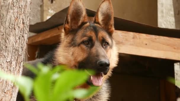 dog German Shepherd  - Záběry, video