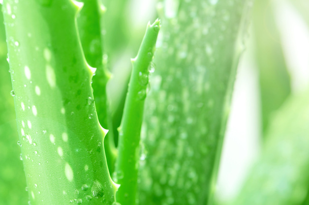 Aloe Vera Leaves Background with Rain Drops. - Photo, Image