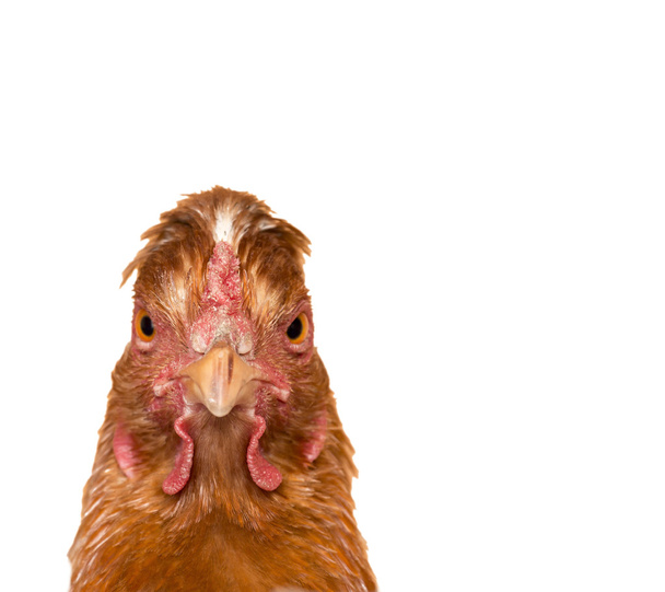 Portrait of a chicken - Foto, afbeelding
