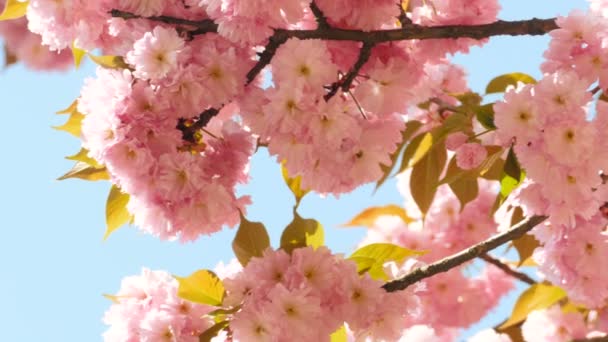 Sacura-Blüte auf blauem Himmelshintergrund - Filmmaterial, Video
