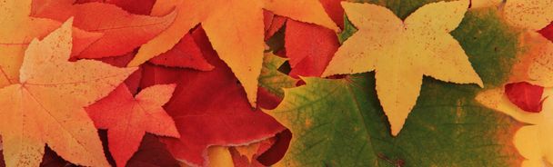 hojas de otoño fondo - Foto, Imagen