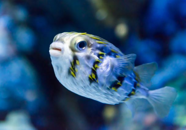 a fish in a aquarium - Фото, изображение