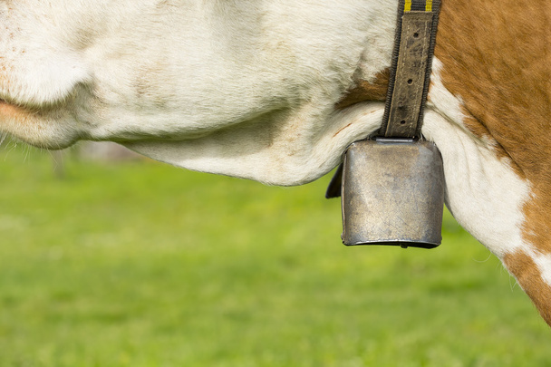 Krávou zvonek pod krkem - Fotografie, Obrázek