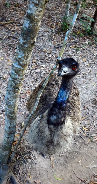 Vue aérienne de Emu
  - Photo, image