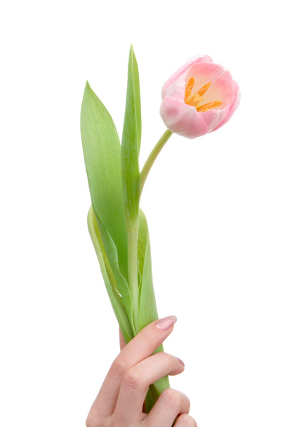 Tulip in hand - Fotografie, Obrázek