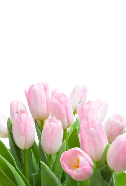 Bouquet of tulips - Fotoğraf, Görsel