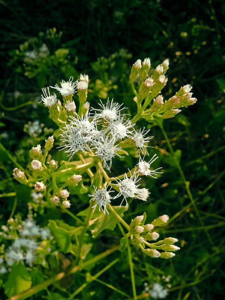 Ageratum conyzoides, Hierba caprina, Hierba blanca tropical
 - Foto, imagen