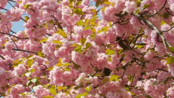 Sacura-Blütenpfanne geschossen - Filmmaterial, Video