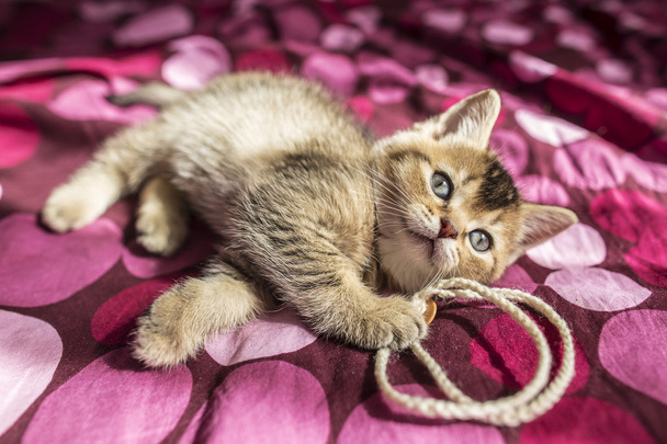 chaton mignon chinchilla doré britannique est coché sur une bla colorée
 - Photo, image