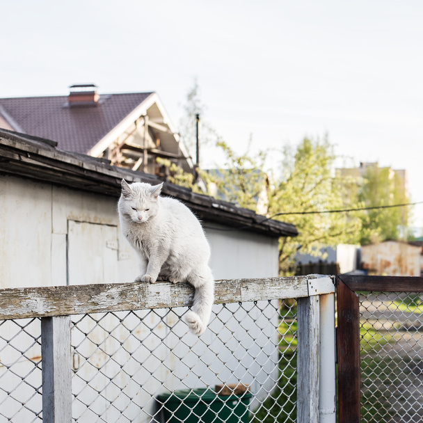 weiße und sehr nachdenkliche Katze sitzt auf Zaun - Foto, Bild