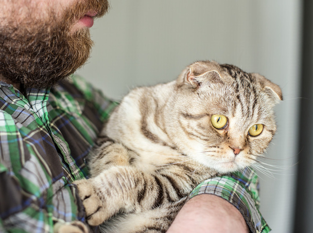 Bearded man holding a scottish fold which deviseth escape - Photo, Image