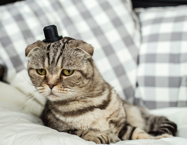 Verrast en erg grappig scottish fold kat met een hoed op haar hea - Foto, afbeelding