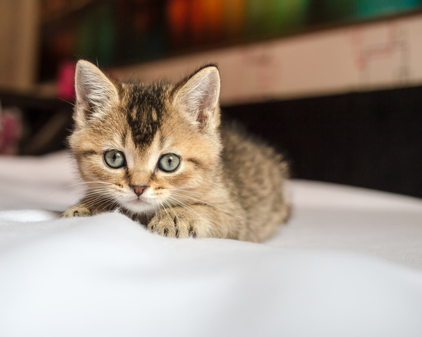 petit joli chaton britannique chinchilla doré coché couché sur
 - Photo, image