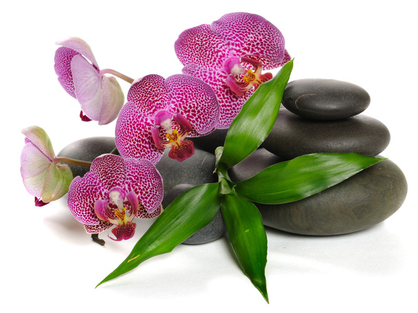 Orchid - Photo, Image