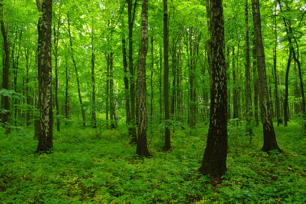 beautiful green forest - Foto, afbeelding