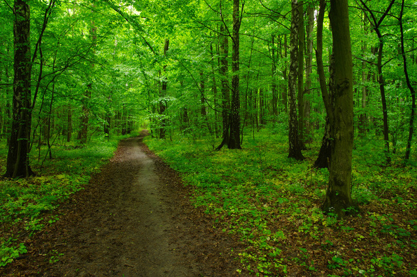 Árvore a floresta verde
   - Foto, Imagem