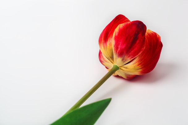 Tulip Isolated on White - Photo, Image