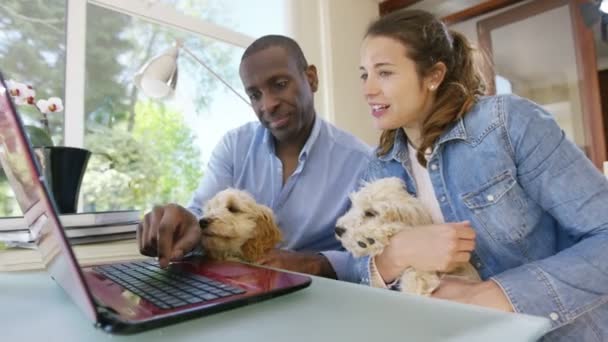 Couple working on laptop with puppies - Video