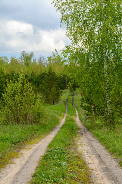 The road in the woods - Photo, Image