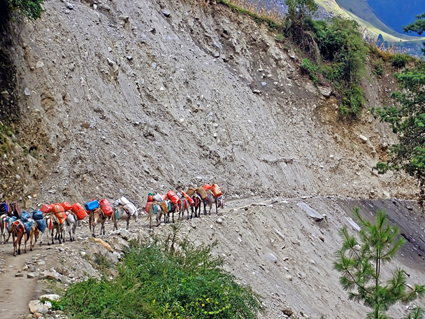 Karawana osły jest chodzenie na krawędzi klifu, Annapurna trekking obszaru, Nepal - Zdjęcie, obraz