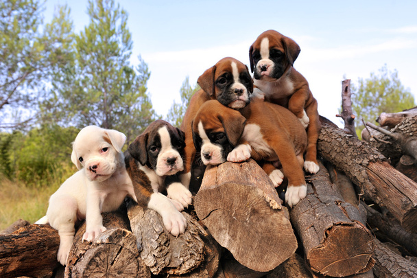 Puppies boxer - Photo, Image