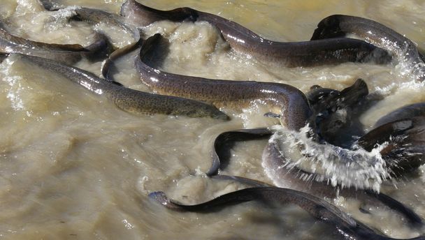 Anguilas nativas australianas
 - Foto, Imagen