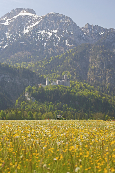 groene grasland en neuschwanstein kasteel en bergen in Beieren - Foto, afbeelding