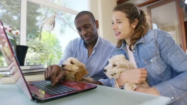 Couple working on laptop with puppies - Footage, Video