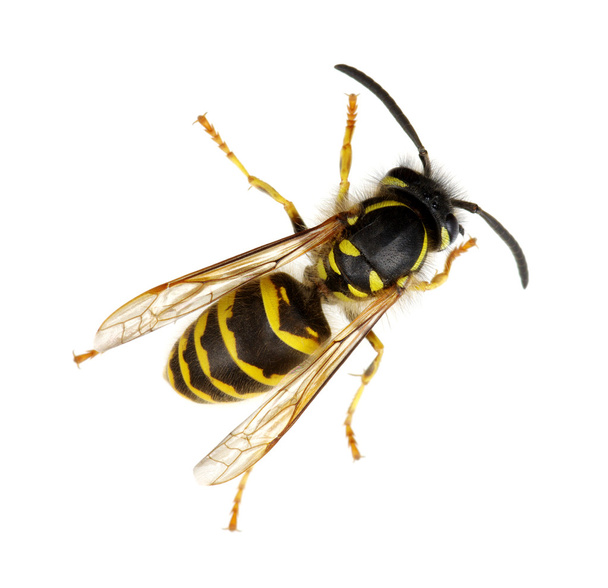 včela izolovaných na bílém  - Fotografie, Obrázek