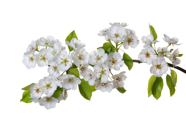 Весна цвітіння фону
  - Фото, зображення